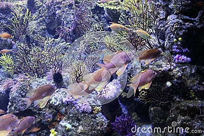 Barcelona, Spain - Under water in the Aquarium Stock Photo